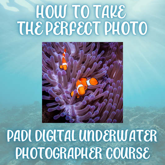 Curso de especialidad de fotógrafo submarino digital PADI